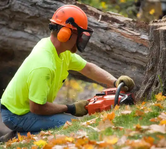 tree services Gaylord